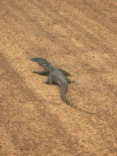 Goana auf roter Erde