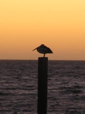 Abendimpressionen Freemantle