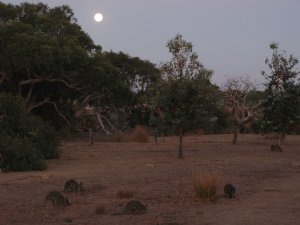 Wallabies bei Vollmond