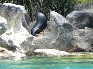 Ein imposanter Bulle