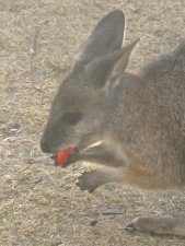 Wallabie mit Tomate